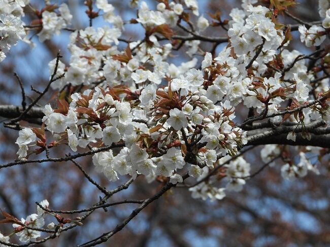 尾根緑道の 桜の種類 と他の花達 Htkirako395のblog