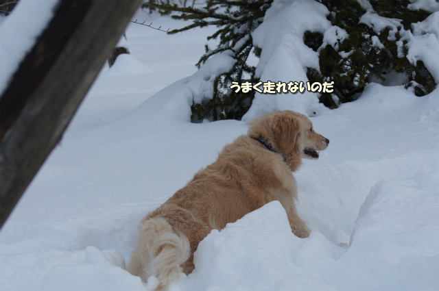 雪のwoof 花王 愛の劇場 笑 ゆきジャズハーティ ワンダーランド 雪のwoof 花王 愛の劇場 笑 ゆきジャズハーティ ワンダーランド