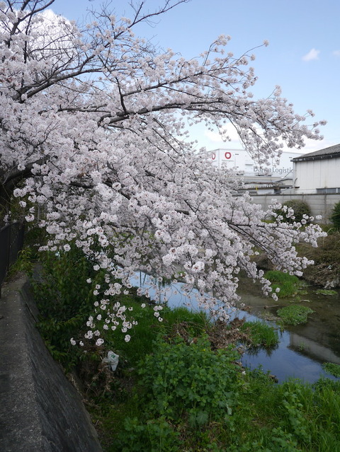 nozomizo2022_05