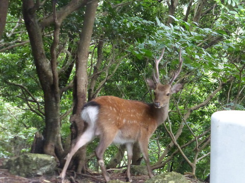 yakushima_20160717_08