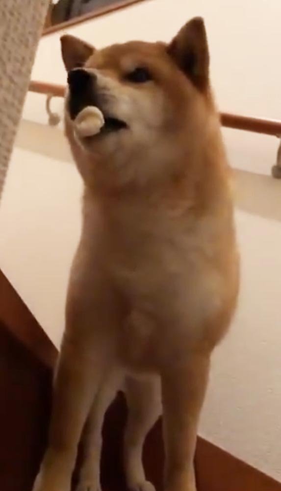 柴犬と遊ぼうとした結果→「挑発的な 避け方」「取れるもんなら取ってみな～」