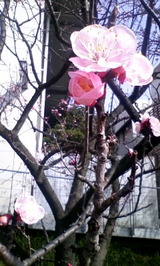 sakura