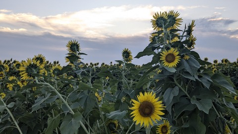 PXL_20240809_200849915