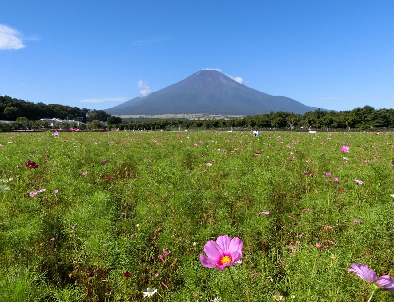 富士山撮影の名所 花の都公園 百日草と秋桜が見頃です 9月中旬 歴史オタクの郷土史グルメ旅 久良岐のよし