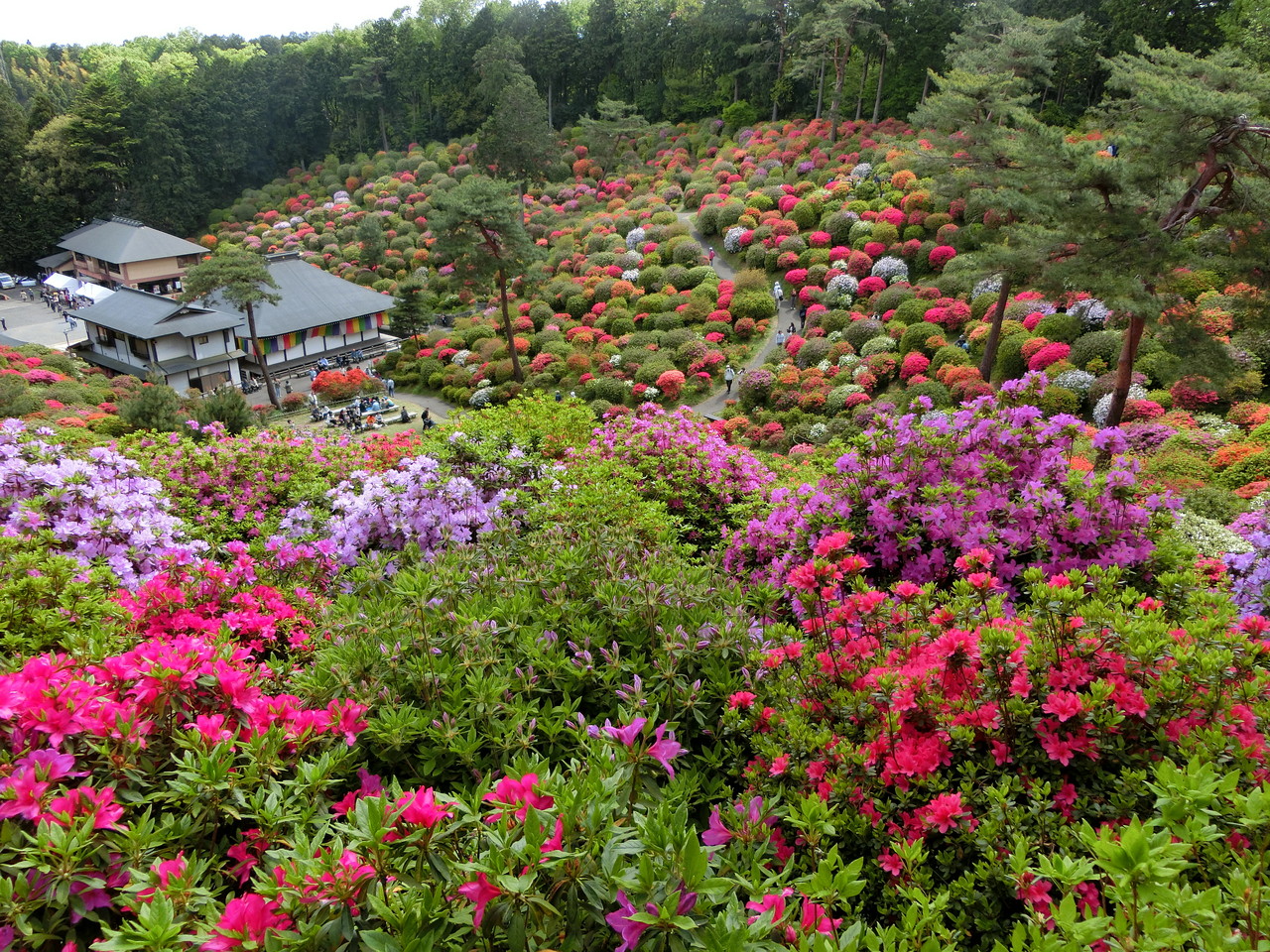 19年5月2日現在 青梅市の塩船観音寺で山いっぱいの躑躅が見頃です 歴史オタクの郷土史グルメ旅 久良岐のよし