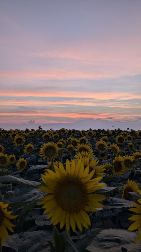 PXL_20240811_094810697