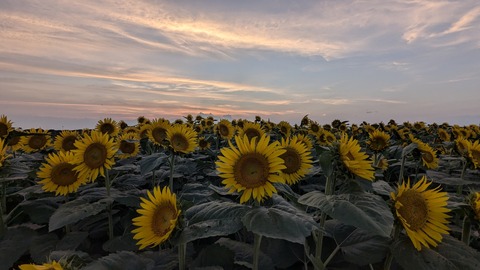 PXL_20240811_093538831