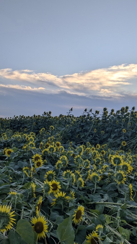 PXL_20240809_200818553