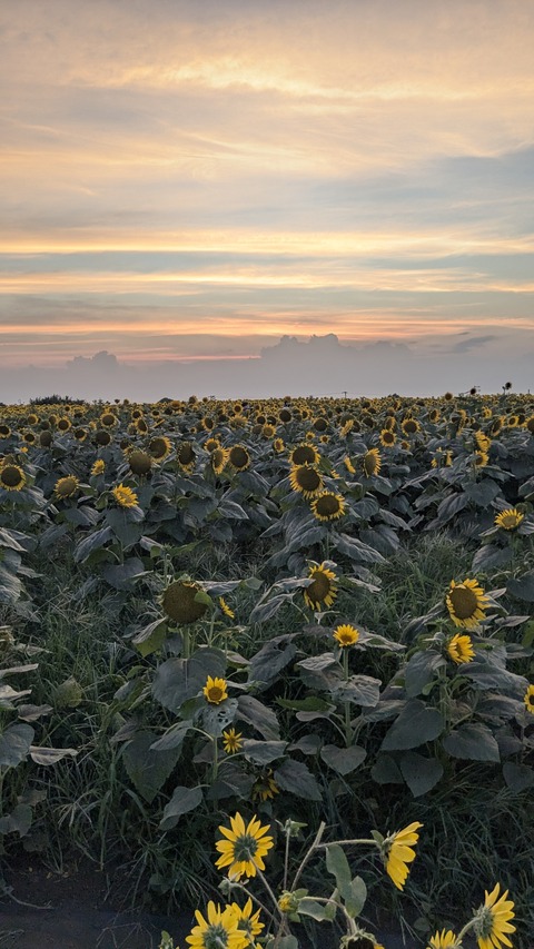 PXL_20240811_094317177