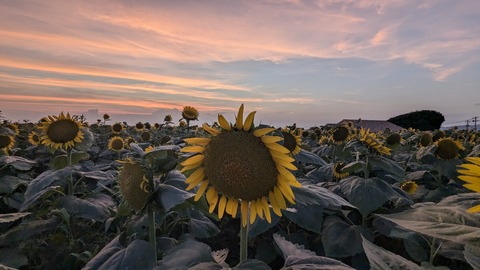 PXL_20240811_094522667