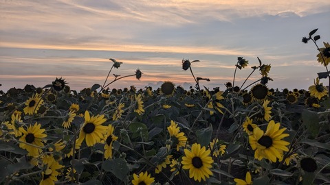 PXL_20240811_093808505