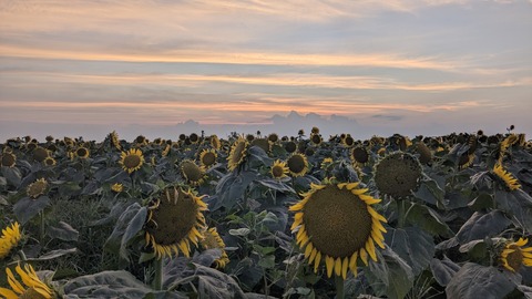 PXL_20240811_093914568