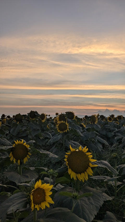 PXL_20240811_093942409