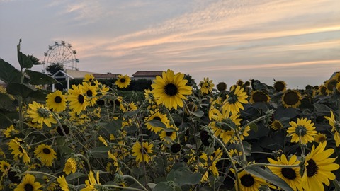 PXL_20240811_093852015