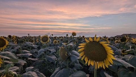 PXL_20240811_094525926