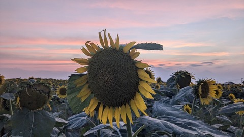 PXL_20240811_094912382