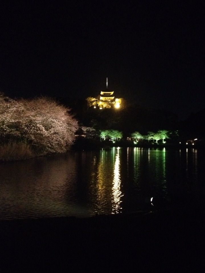 17年4月08日現在 国指定名勝 横浜三渓園の桜が見頃です 夜桜ライトアップ 観桜の夕べ も明日4月9日まで延長 歴史オタクの郷土史グルメ旅 久良岐のよし