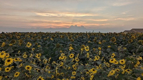 PXL_20240811_093325659