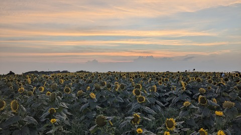 PXL_20240811_094309829