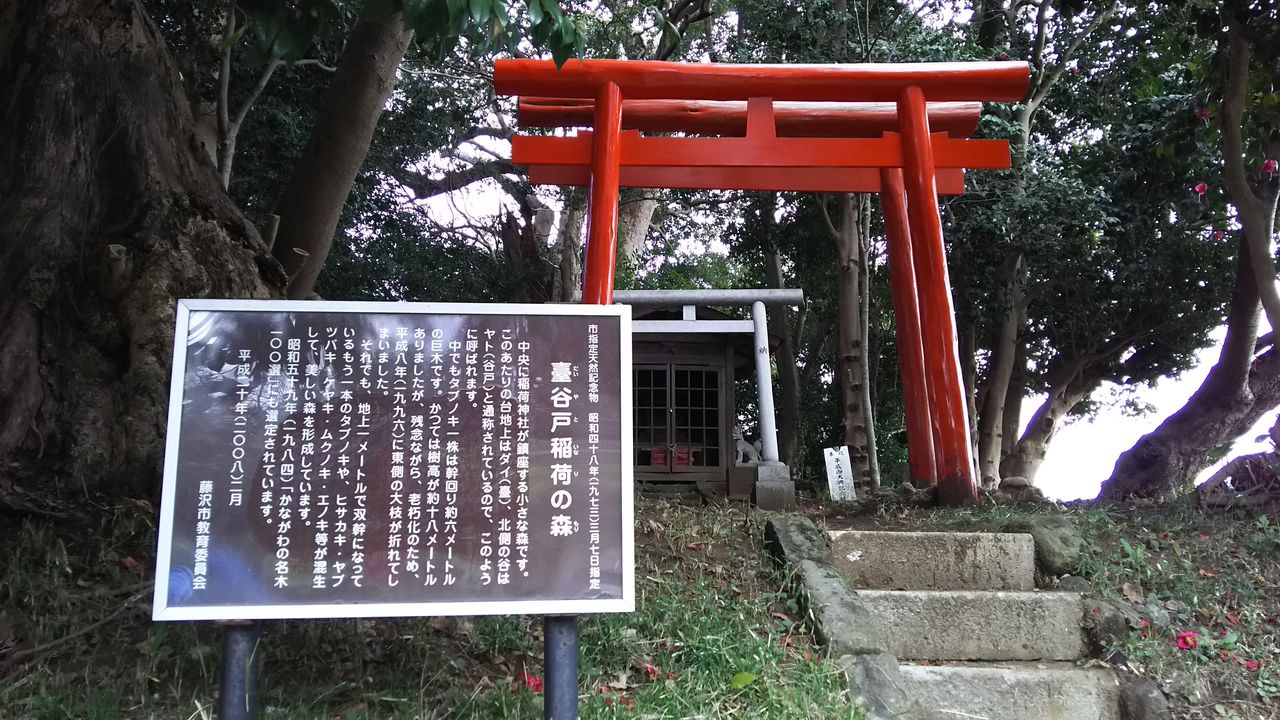 大庭神社旧蹟 元宮熊野社 延喜式内社 古代遺跡に囲まれた丘 臺谷戸稲荷 古代遺跡の台地に納得する水源と豊穣の神様の稲荷様 臺谷戸稲荷の椨 たぶ の木 神奈川の名木100選 歴史オタクの郷土史グルメ旅 久良岐のよし