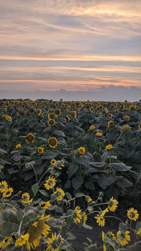 PXL_20240811_093818200