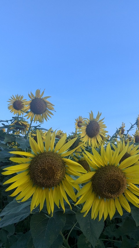 PXL_20240809_204252053