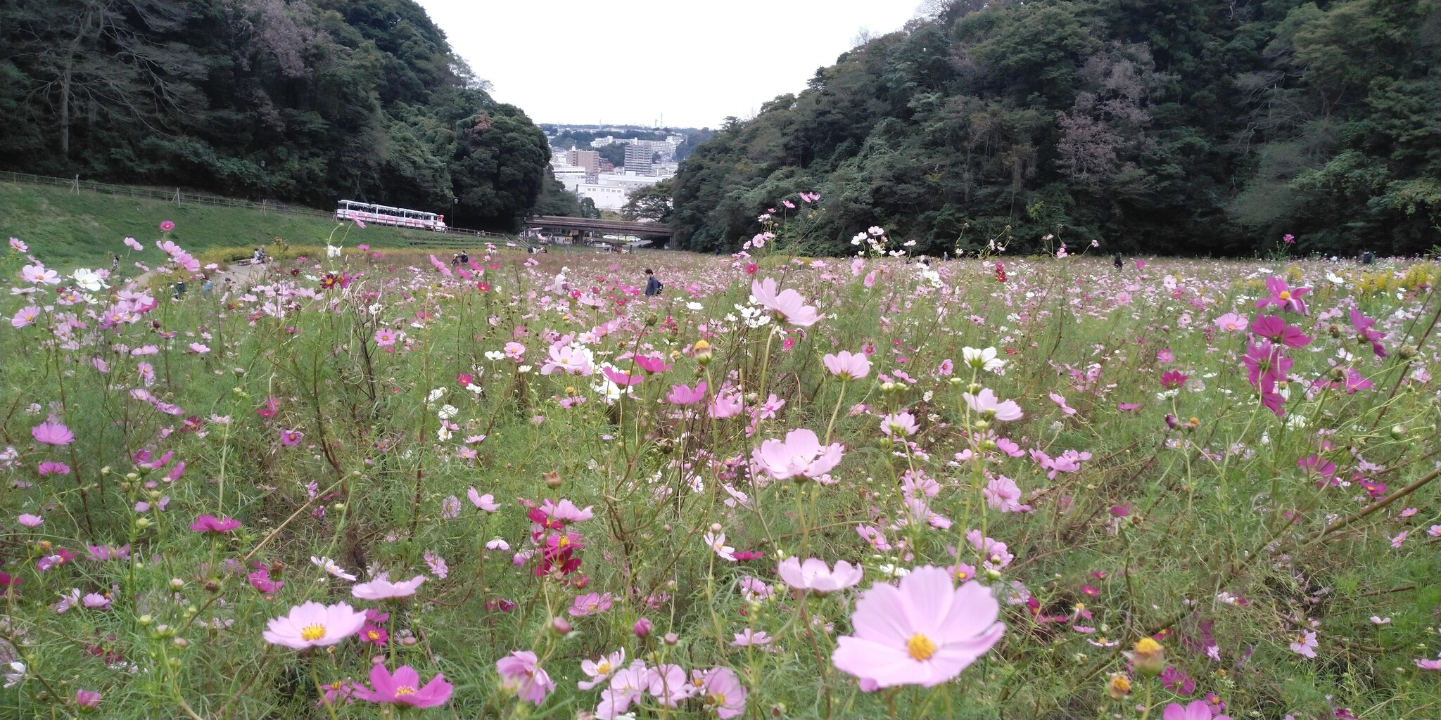 くりはま花の国は秋桜 コスモス が綺麗なデートや子供連れで楽しめる大規模公園 横須賀市 歴史オタクの郷土史グルメ旅 久良岐のよし