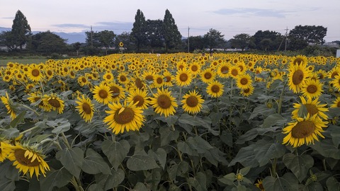 PXL_20240809_201734090