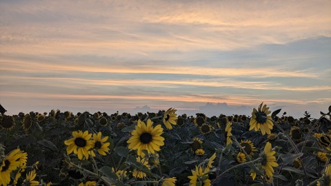 PXL_20240811_094300891