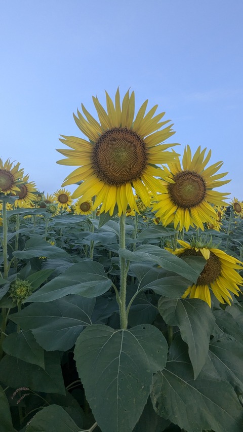 PXL_20240809_201154988