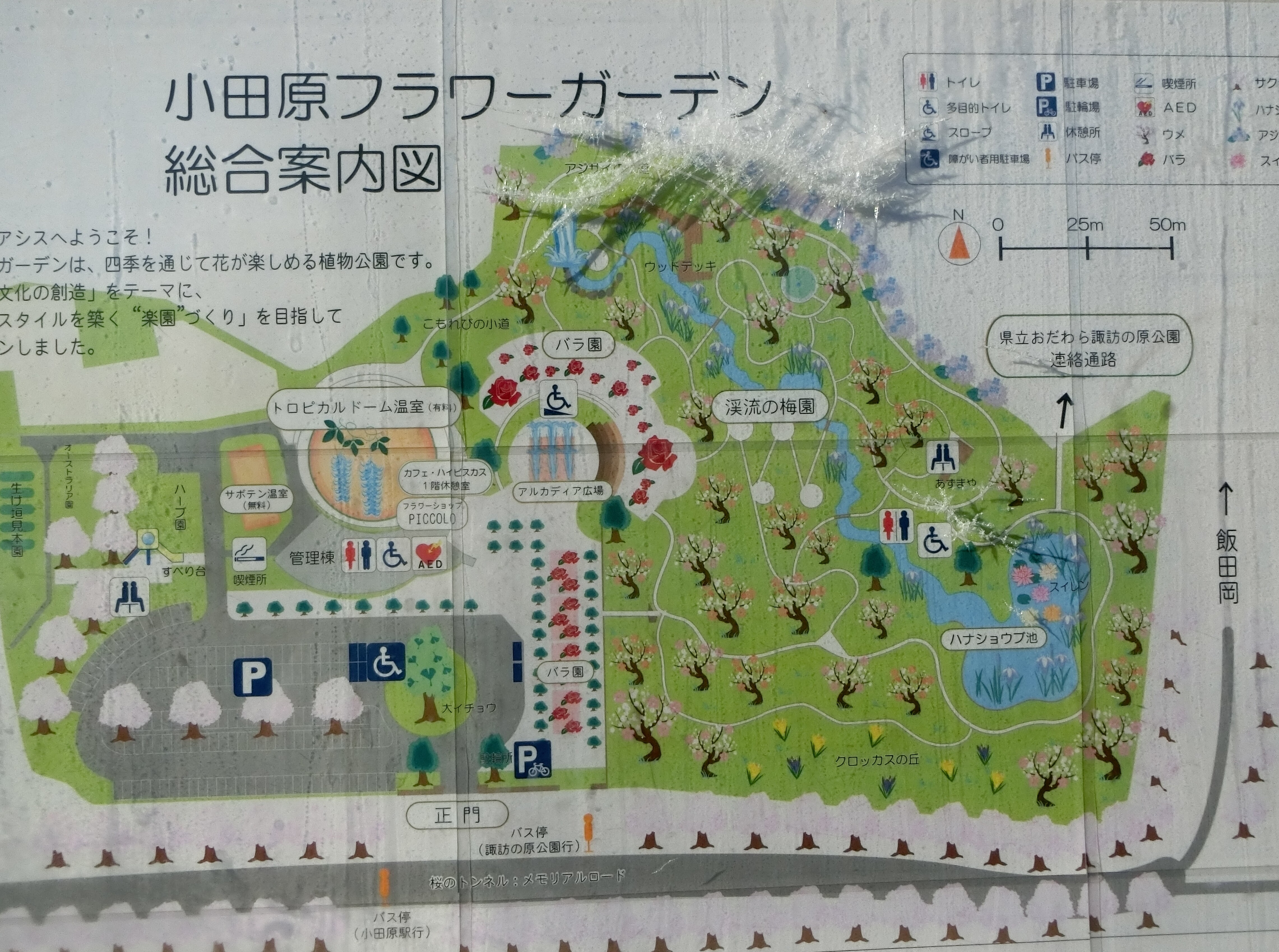小田原フラワーガーデンの梅林 諏訪の原公園の県内最長の滑り台 歴史オタクの郷土史グルメ旅 久良岐のよし 小田原フラワーガーデンの梅林 諏訪の原公園の県内最長の滑り台 歴史オタクの郷土史グルメ旅 久良岐のよし