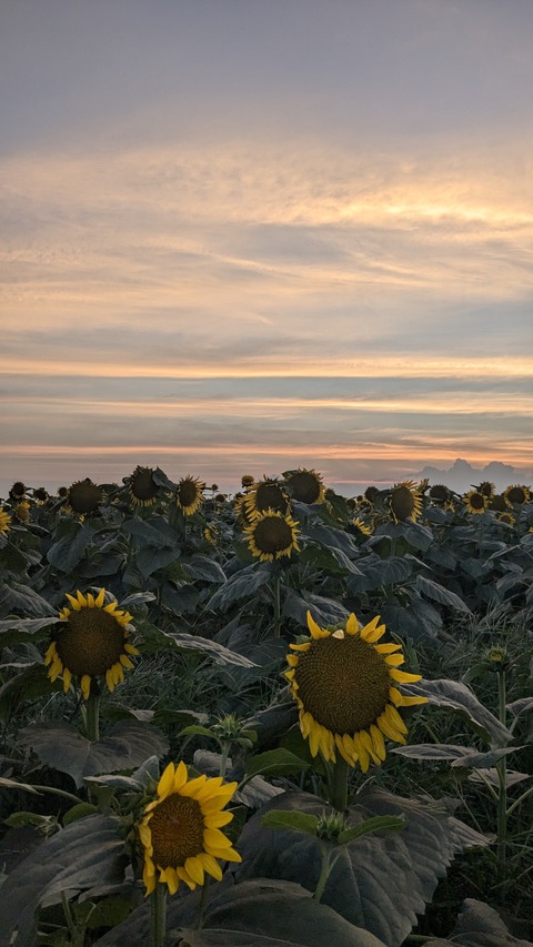 PXL_20240811_093944796