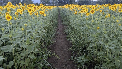 PXL_20240809_201812118