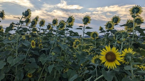 PXL_20240809_202637354