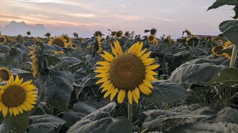 PXL_20240811_093509519