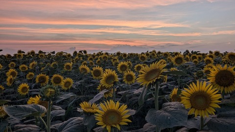 PXL_20240811_094650428