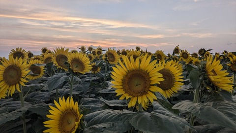 PXL_20240811_093533315