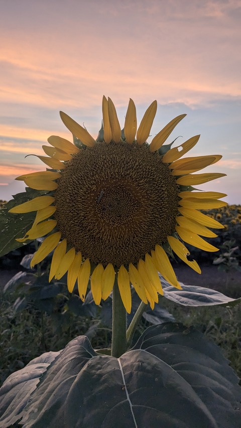 PXL_20240811_094609337