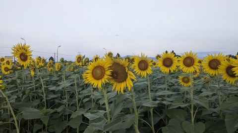 PXL_20240809_201052343