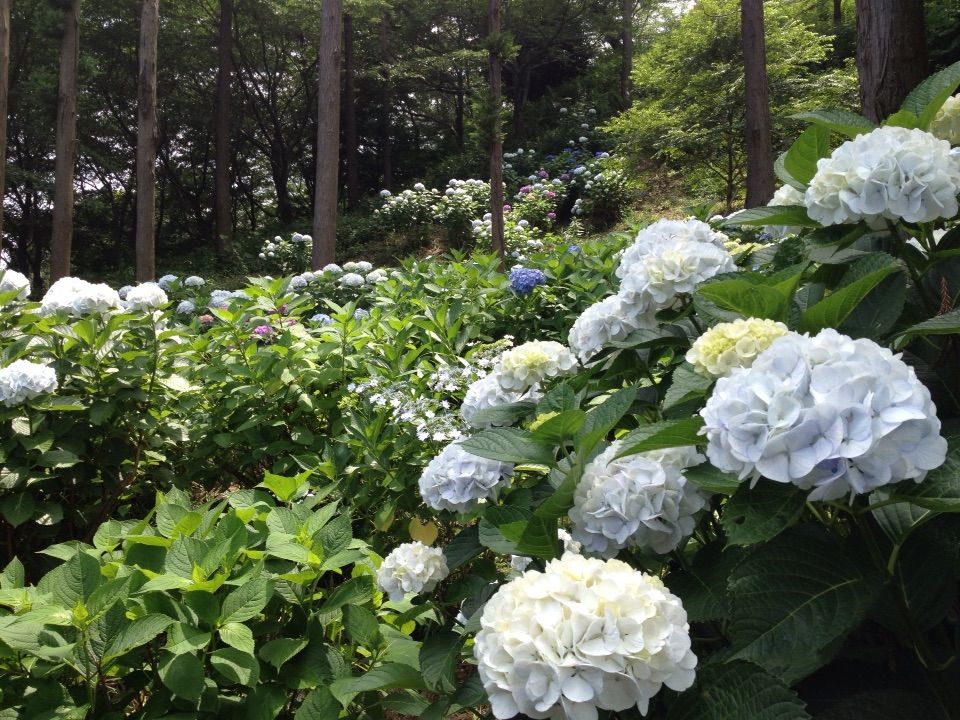 永谷天満宮の紫陽花 あじさい が見頃ですよ 横浜市港南区 15 06 13現在 歴史オタクの郷土史グルメ旅 久良岐のよし