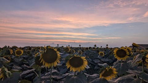 PXL_20240811_094508898