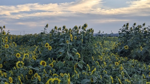 PXL_20240809_202745954