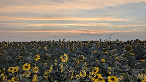 PXL_20240811_094247629