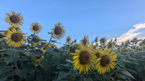 PXL_20240809_204229945