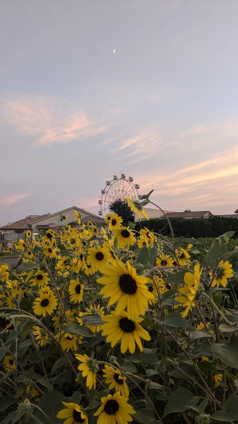 PXL_20240811_094026578