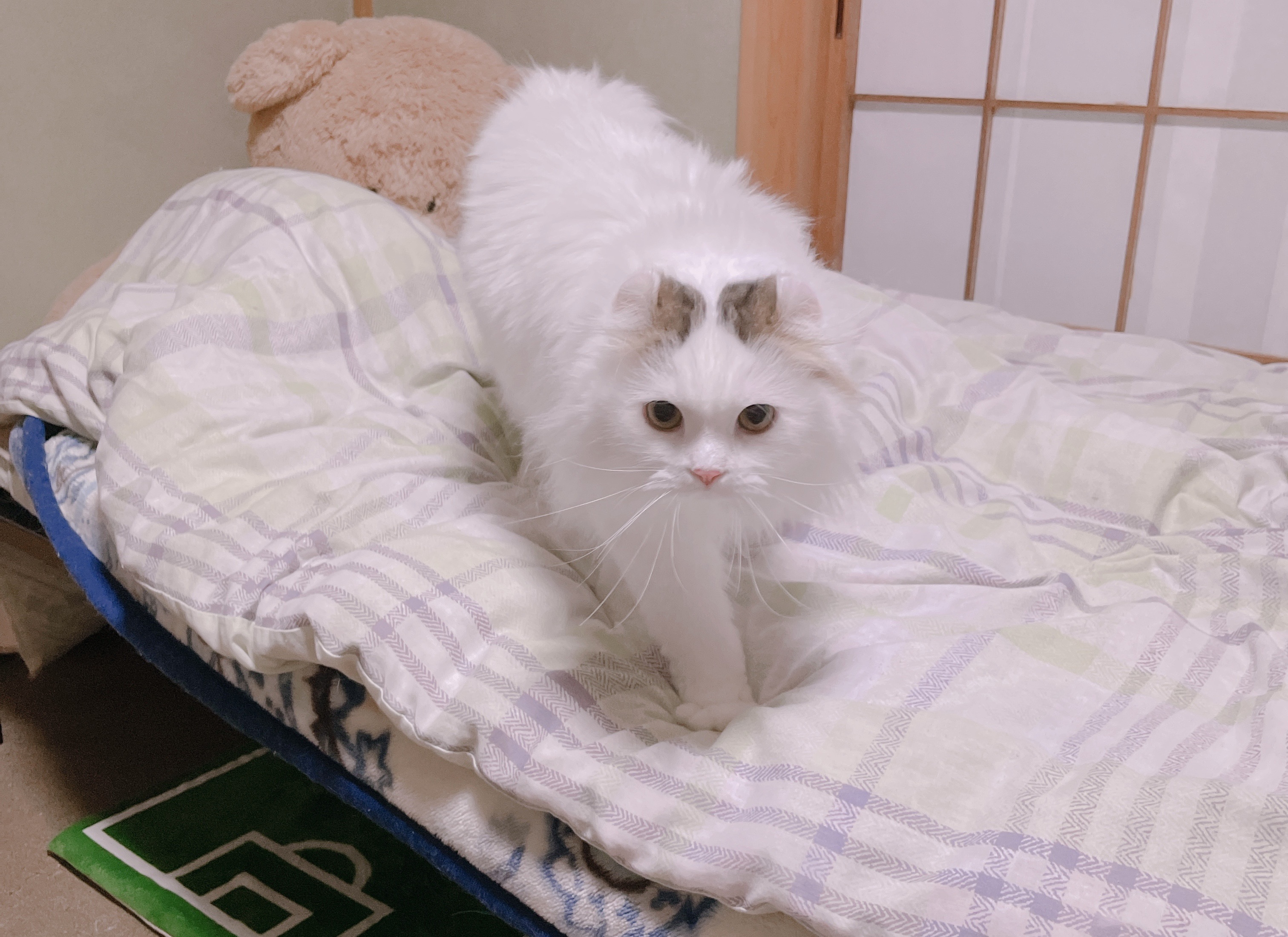 21年06月17日 ふうたくんの日常 21年06月17日 ふうたくんの日常