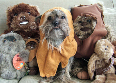 チューバッカ犬 ぬいぐるみより 本物 似と大評判 吹き溜まりちゃんねる