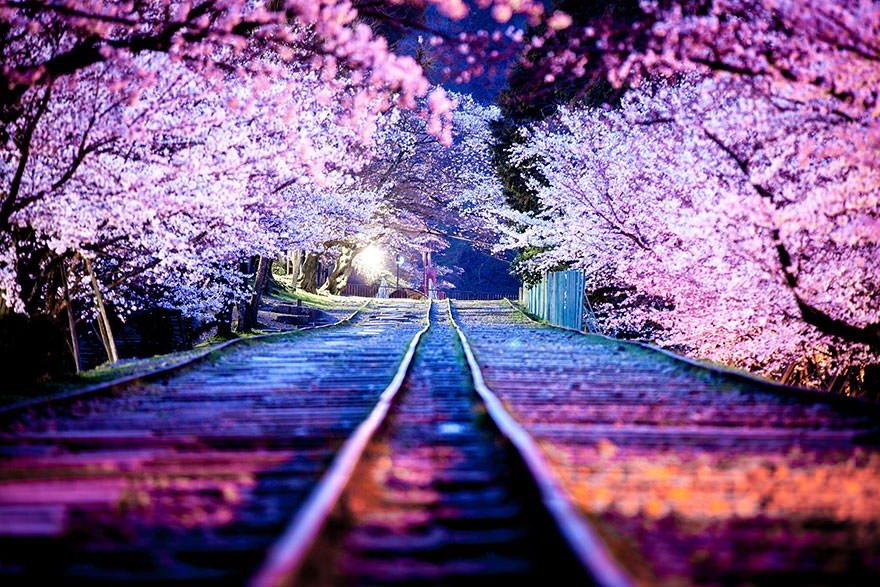 画像 日本の美しい 春の桜 21枚の写真 バイラルア