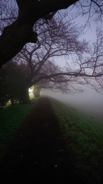 今朝の風景