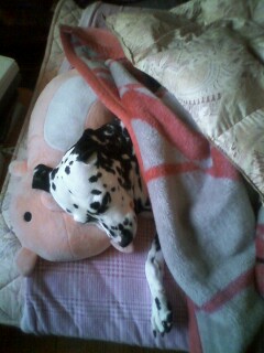 目覚めた時に 瀕死のゴキブリ体操 福福人